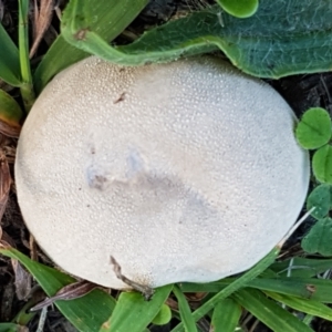 zz puffball at Holt, ACT - 26 Mar 2021