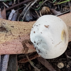 zz puffball at Holt, ACT - 26 Mar 2021 04:12 PM