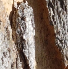 Lepidoptera unclassified ADULT moth (Unidentified - Moth) at Aranda Bushland - 26 Mar 2021 by trevorpreston