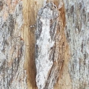 Lepidoptera unclassified ADULT moth at Holt, ACT - 26 Mar 2021