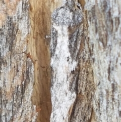 Lepidoptera unclassified ADULT moth at Holt, ACT - 26 Mar 2021