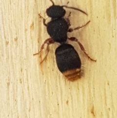 Odontomyrme sp. (genus) (A velvet ant) at Aranda Bushland - 26 Mar 2021 by trevorpreston