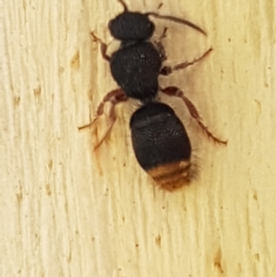 Odontomyrme sp. (genus) (A velvet ant) at Aranda Bushland - 26 Mar 2021 by trevorpreston