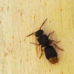 Odontomyrme sp. (genus) at Aranda Bushland - 26 Mar 2021