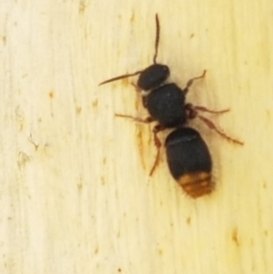 Odontomyrme sp. (genus) at Aranda Bushland - 26 Mar 2021