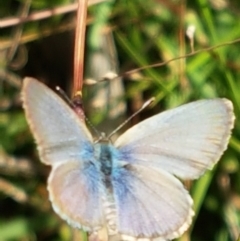 Zizina otis (Common Grass-Blue) at Aranda Bushland - 26 Mar 2021 by trevorpreston