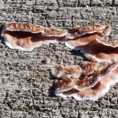 Xylobolus illudens (Purplish Stereum) at Holt, ACT - 26 Mar 2021 by trevorpreston