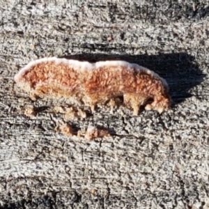 Xylobolus illudens at Holt, ACT - 26 Mar 2021 04:05 PM