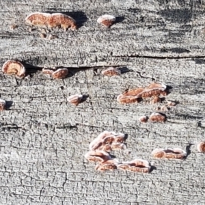 Xylobolus illudens at Holt, ACT - 26 Mar 2021 04:05 PM