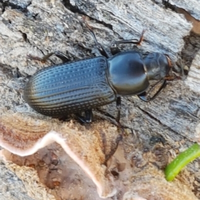 Zophophilus sp. (genus) (Darkling beetle) at Holt, ACT - 26 Mar 2021 by trevorpreston