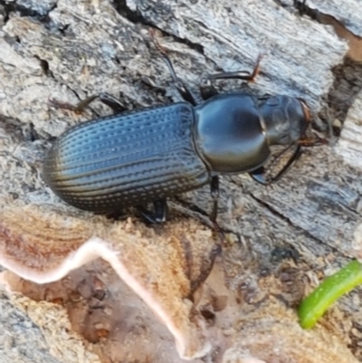 Zophophilus sp. (genus) (Darkling beetle) at Aranda Bushland - 26 Mar 2021 by trevorpreston