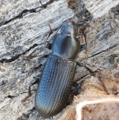 Zophophilus sp. (genus) at Holt, ACT - 26 Mar 2021 04:04 PM