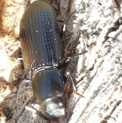 Zophophilus sp. (genus) at Holt, ACT - 26 Mar 2021 04:04 PM