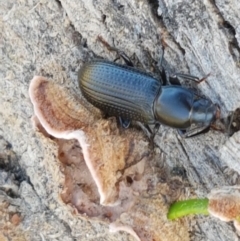 Zophophilus sp. (genus) at Holt, ACT - 26 Mar 2021 04:04 PM