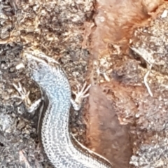 Morethia boulengeri (Boulenger's Skink) at Holt, ACT - 26 Mar 2021 by tpreston