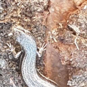 Morethia boulengeri at Holt, ACT - 26 Mar 2021 04:03 PM