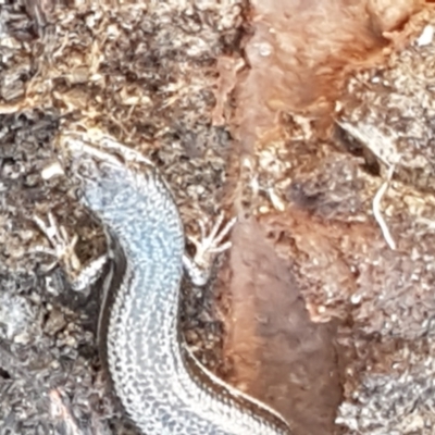 Morethia boulengeri (Boulenger's Skink) at Holt, ACT - 26 Mar 2021 by tpreston