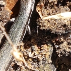 Morethia boulengeri at Holt, ACT - 26 Mar 2021