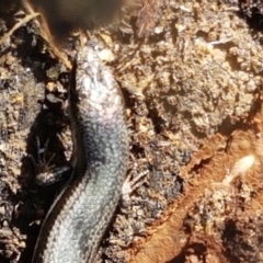 Morethia boulengeri at Holt, ACT - 26 Mar 2021 04:03 PM