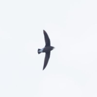 Hirundapus caudacutus (White-throated Needletail) at Stromlo, ACT - 26 Mar 2021 by patrickcox