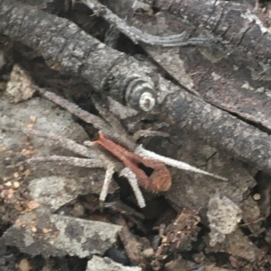 Argoctenus vittatus at O'Connor, ACT - 26 Mar 2021