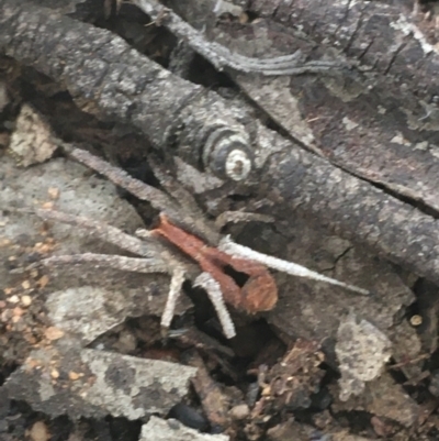 Argoctenus vittatus (Wandering Ghost Spider) at Dryandra St Woodland - 26 Mar 2021 by Ned_Johnston