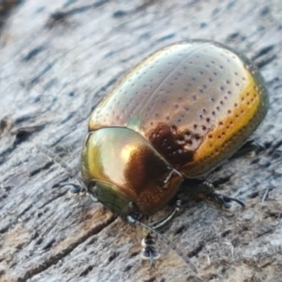 Chrysolina quadrigemina (Greater St Johns Wort beetle) at Aranda Bushland - 26 Mar 2021 by trevorpreston