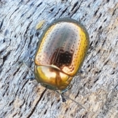 Chrysolina quadrigemina at Holt, ACT - 26 Mar 2021 04:01 PM