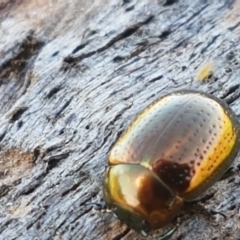 Chrysolina quadrigemina at Holt, ACT - 26 Mar 2021 04:01 PM