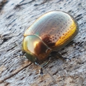 Chrysolina quadrigemina at Holt, ACT - 26 Mar 2021 04:01 PM