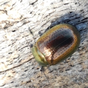 Chrysolina quadrigemina at Holt, ACT - 26 Mar 2021 04:01 PM