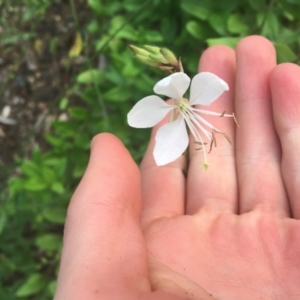 Oenothera lindheimeri at O'Connor, ACT - 26 Mar 2021 06:15 PM