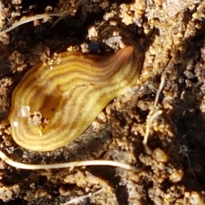 Fletchamia quinquelineata (Five-striped flatworm) at Aranda Bushland - 26 Mar 2021 by trevorpreston