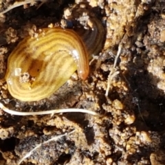 Fletchamia quinquelineata at Holt, ACT - 26 Mar 2021 03:59 PM