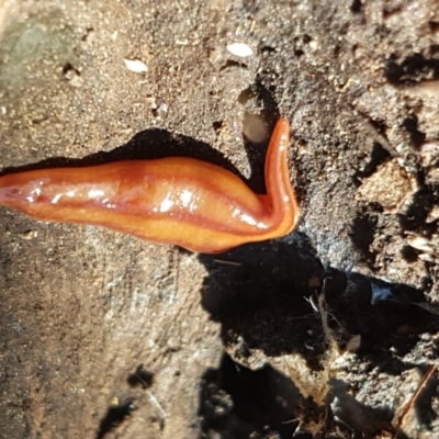 Anzoplana trilineata (A Flatworm) at Aranda Bushland - 26 Mar 2021 by trevorpreston