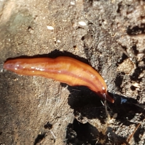 Anzoplana trilineata at Holt, ACT - 26 Mar 2021