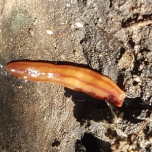 Anzoplana trilineata at Holt, ACT - 26 Mar 2021