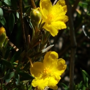 Hibbertia calycina at Aranda, ACT - 26 Mar 2021