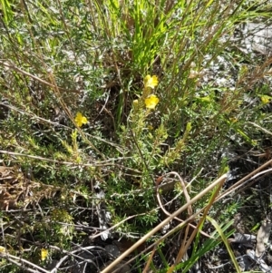 Hibbertia calycina at Aranda, ACT - 26 Mar 2021