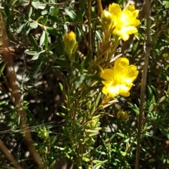 Hibbertia calycina at Aranda, ACT - 26 Mar 2021 03:44 PM