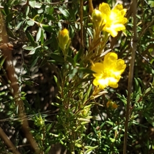 Hibbertia calycina at Aranda, ACT - 26 Mar 2021 03:44 PM