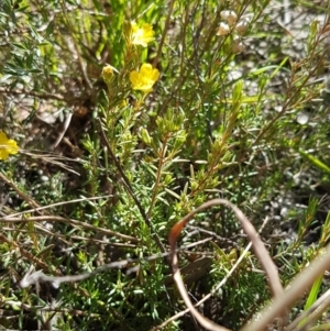 Hibbertia calycina at Aranda, ACT - 26 Mar 2021 03:44 PM