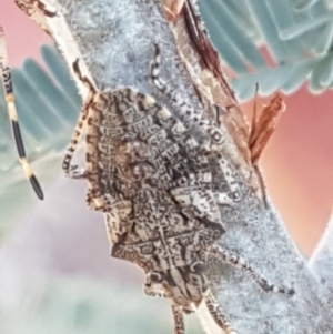 Alcaeus varicornis at Aranda, ACT - 26 Mar 2021
