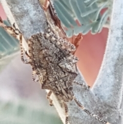 Alcaeus varicornis at Aranda, ACT - 26 Mar 2021 03:41 PM