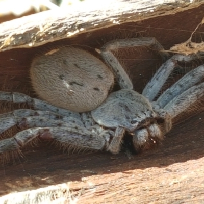 Isopeda (genus) (Huntsman Spider) at Holt, ACT - 26 Mar 2021 by trevorpreston