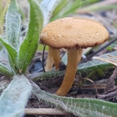 Unidentified Cap on a stem; gills below cap [mushrooms or mushroom-like] at Holt, ACT - 26 Mar 2021 by tpreston