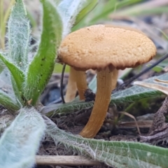 Unidentified Cap on a stem; gills below cap [mushrooms or mushroom-like] at Aranda Bushland - 26 Mar 2021 by trevorpreston