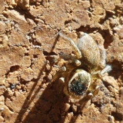 Hypoblemum griseum (Jumping spider) at Lyneham, ACT - 26 Mar 2021 by tpreston