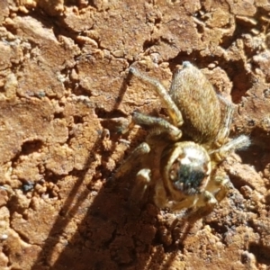 Maratus griseus at Lyneham, ACT - 26 Mar 2021