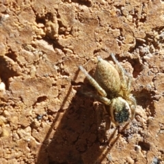 Maratus griseus at Lyneham, ACT - 26 Mar 2021